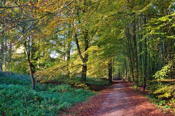 How Are Computer Vision Techniques Being Applied to Precision Forestry Management?